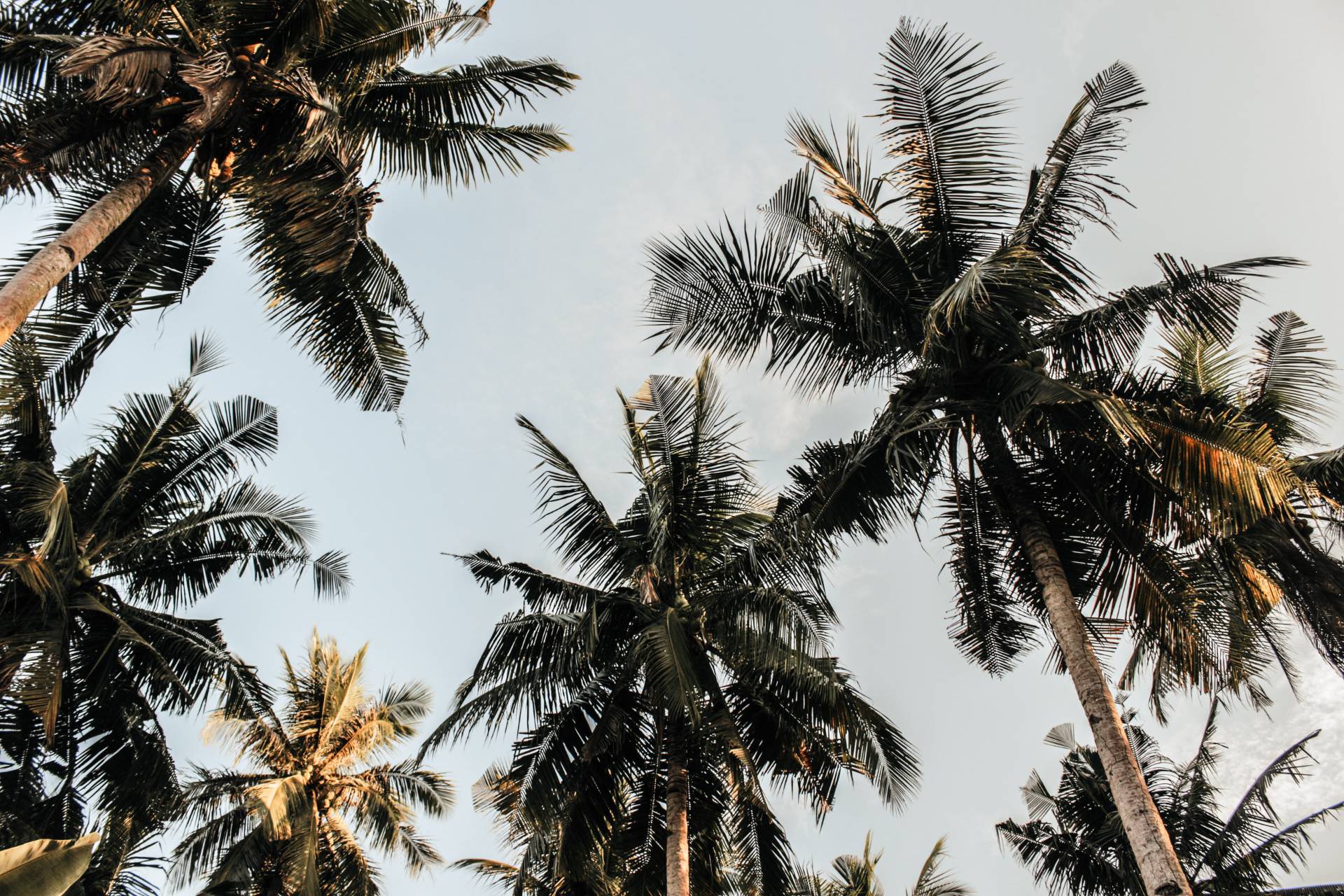 Pexels Nur Andi Ravsanjani Gusma 804410